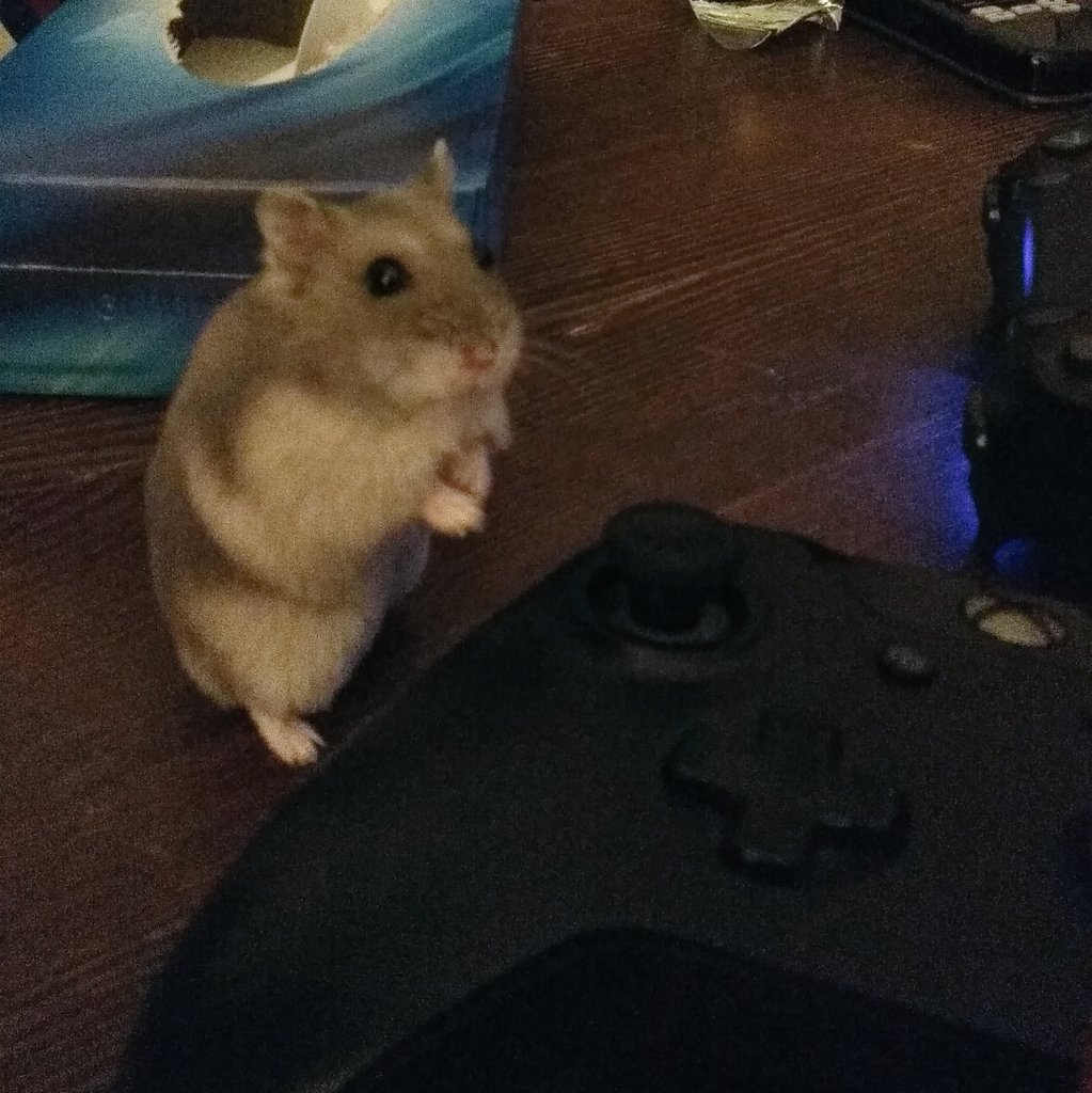 HamSesame's tweet photo. Sesame is the best at video games. Even if the controller buttons are a lil bit big for her. 

#hamster #sesamethelilham #cuteanimals #CutestPet #hamsters #pethamster #仓鼠 #Videogames https://t.co/bIpvyyMDkD