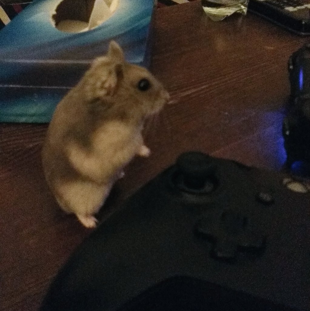 HamSesame's tweet photo. Sesame is the best at video games. Even if the controller buttons are a lil bit big for her. 

#hamster #sesamethelilham #cuteanimals #CutestPet #hamsters #pethamster #仓鼠 #Videogames https://t.co/bIpvyyMDkD