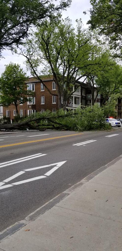 J_p_dionne's tweet photo. Un arbre est tombé sur le boulevard René-Lévesque Ouest à la hauteur de l'avenue Casot. Détour prévu. Aucun blessé. #empm #rcqc. https://t.co/A9iVmJdXRQ
