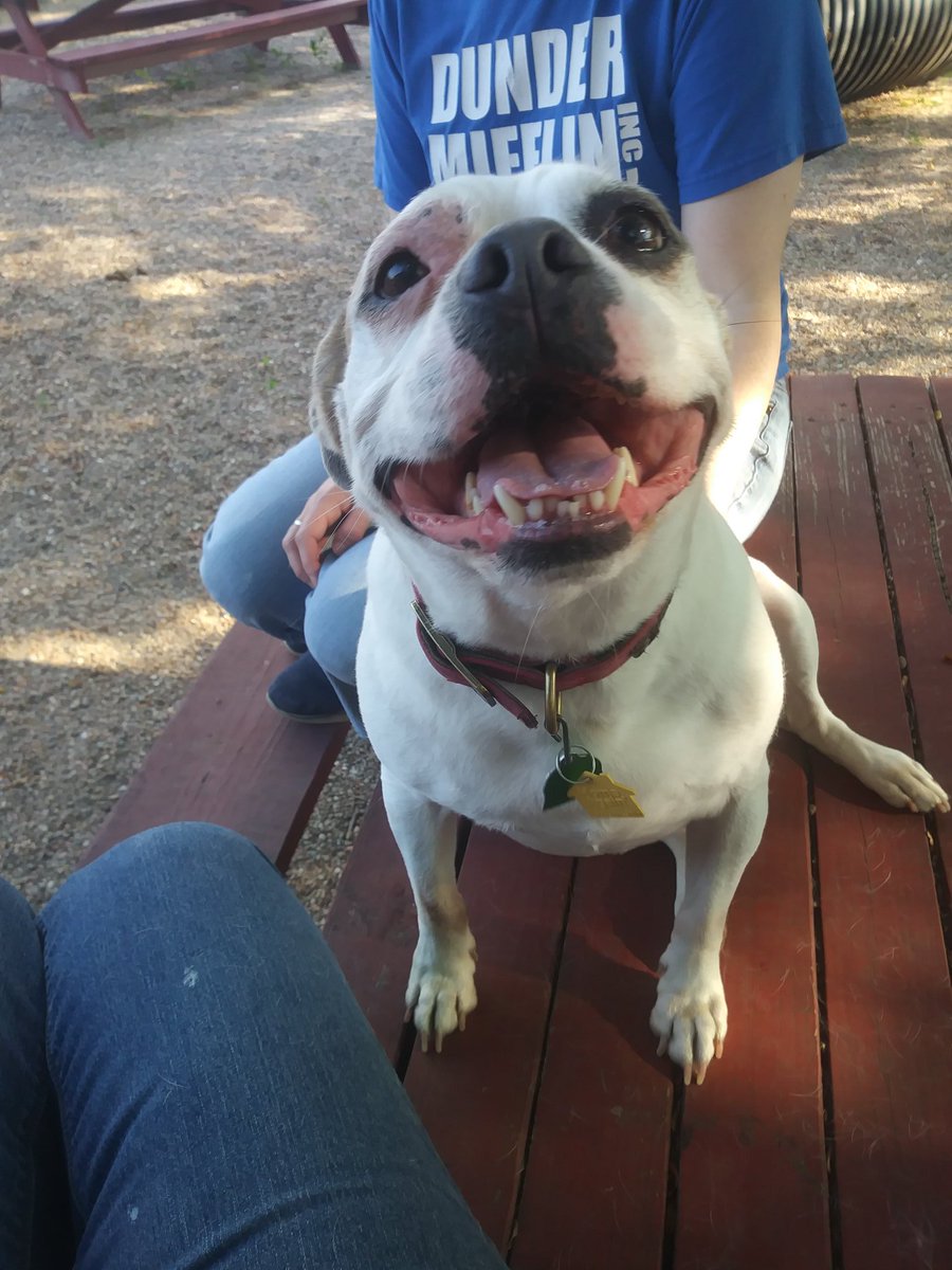 ABF_Rescue's tweet photo. Squiggy has a smile that is hard to resist! If you would like to adopt or foster this sweet boy, please apply on our website. He is good with dogs, cats &amp; kids. He is adorable and sweet, you can't go wrong with Squiggy!

#kcmo #kc #KansasCity #BostonTerrier #dogs #AdoptDontShop https://t.co/cNl08OgJ7b