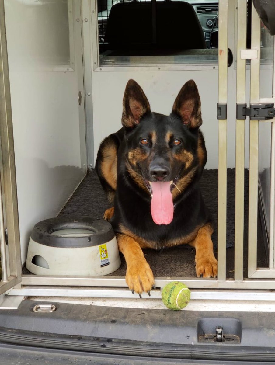 BTPDogs's tweet photo. PD Luna deployed to search for a knife after a suspect tried to make off from officers today. Knife located by Luna and suspect arrested by officers for the weapon and also drugs offences 👌🏻 #TeamWork #DogswithJobs https://t.co/aPx5Irz53X