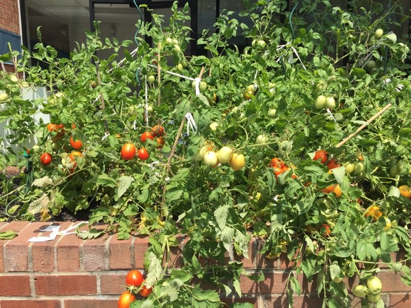 TomatoGators's tweet photo. TOMATOES!!!!! 🍅🍅🍅 https://t.co/p6n09fv1xM