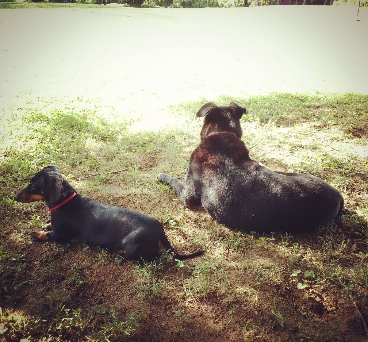 laceinva's tweet photo. Pals... Miss Ebbie and Lily relaxing
#dogdaysofsummer  #pcva 
#swva #mates https://t.co/3PFOMPqNpn