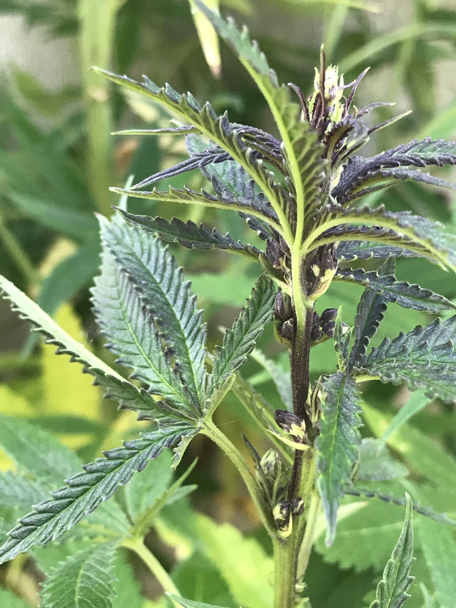 twansbalter's tweet photo. My male hulkamania has black balls I’m really geeked I got two great males out of a six pack #weed #cannabis https://t.co/vvl5ODP0I7