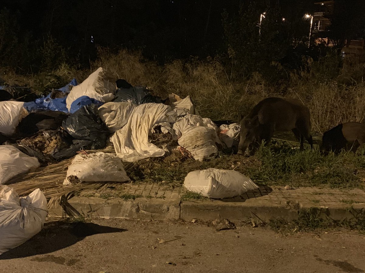 Brucla2's tweet photo. @AjRubi baixant de Castellnou al Sector C. Els de Castellnou no paguen impostos. Muntanya escombreries amb porcs senglars. #Rubicity #porcssenglars #escombraries #rubibrut #mesneteja #elsimpostossonperalgunacosa https://t.co/IebKCG6SoE