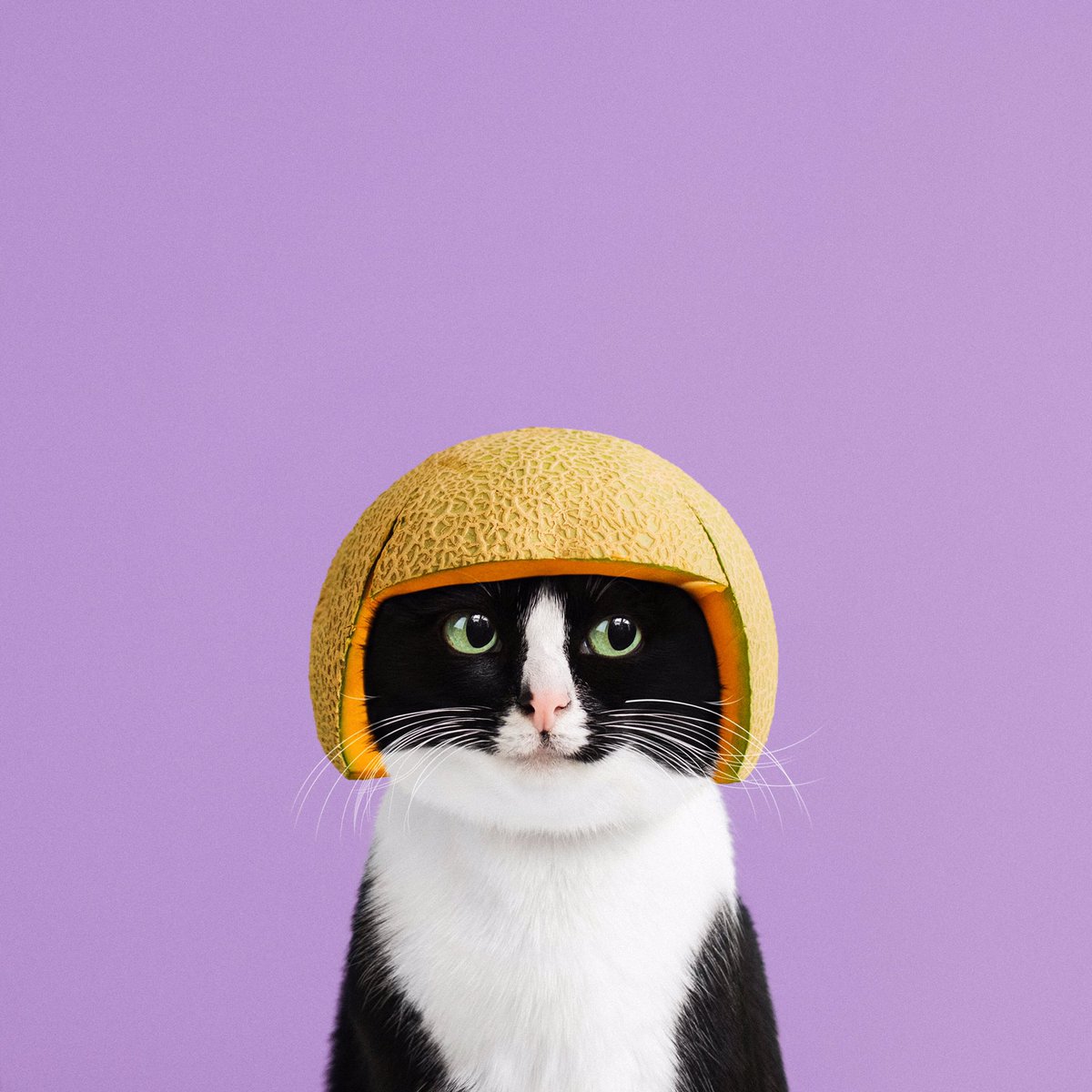 CheetoTuxedo's tweet photo. C A T a l o u p e 🍈
#PrincessCheeto https://t.co/BCF9mFxvay