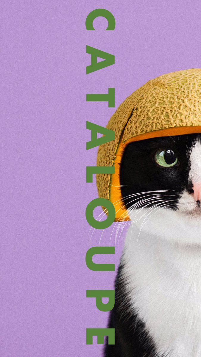 CheetoTuxedo's tweet photo. C A T a l o u p e 🍈
#PrincessCheeto https://t.co/BCF9mFxvay