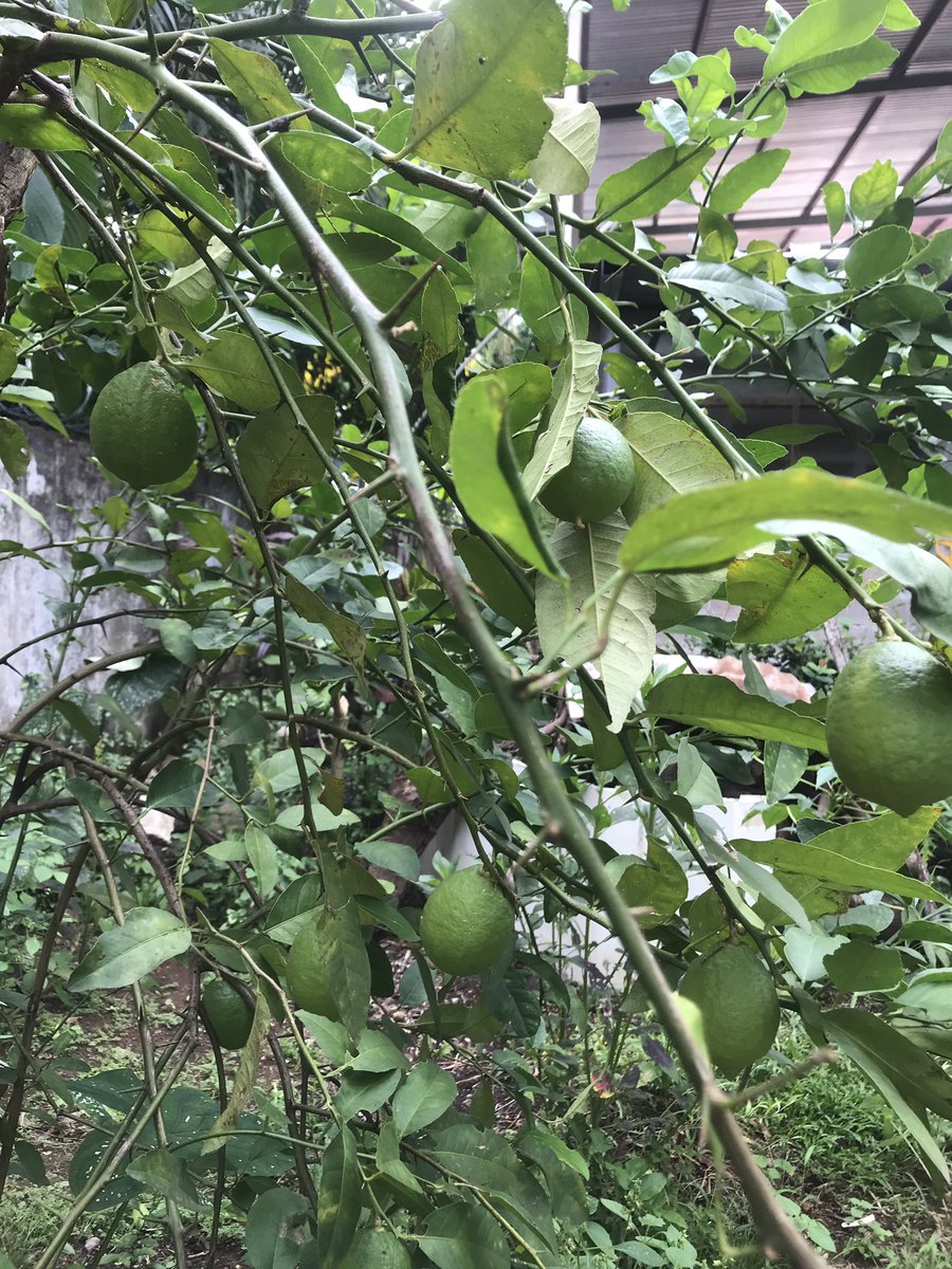 bioideaspanama's tweet photo. Huerto casero con albahaca, limón real y cúrcuma para nuestro bienestar y salud. #bioideas #DesarrolloSostenible #plantasmedicinales #Chiriquí https://t.co/E8ONo91dT7