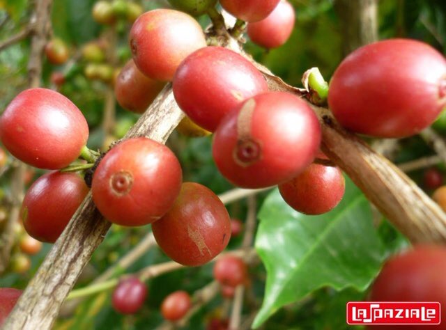 BrSpaziale's tweet photo. China se apaixona pelo cafezinho. Exportações de café brasileiro para lá aumentaram 23% 
em cinco meses.

#negociodachina
#espresso
#laspaziale
#cafe https://t.co/4kKtYlZeuy