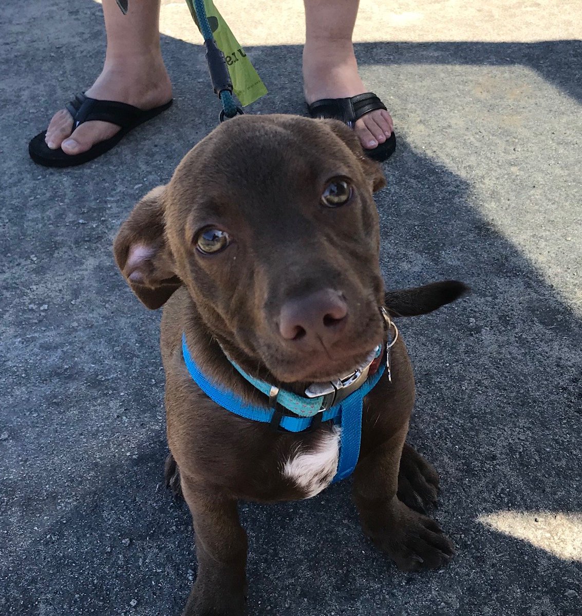 DogsCruz's tweet photo. Cute Remy narrowly avoiding being hit by a truck on busy West Cliff Dr. I luckily saw him bolt from his caretakers near dog beach and fortunate to scoop him up in time. Remmy, four months, was rescued in Mexico. Happy kid! #DogsCruz #dogs #DogRescue https://t.co/zWS8HlvCdP