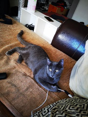Alerte Animaux Perdu Perdu Chat Gris Fonce Nomme Neo A Lyon 69 Chartreux T Co Ogt84uiaiw Alerte Animaux Perdu Perdu Chat Gris Fonce Nomme Neo A Lyon 69 Chartreux T Co Ogt84uiaiw