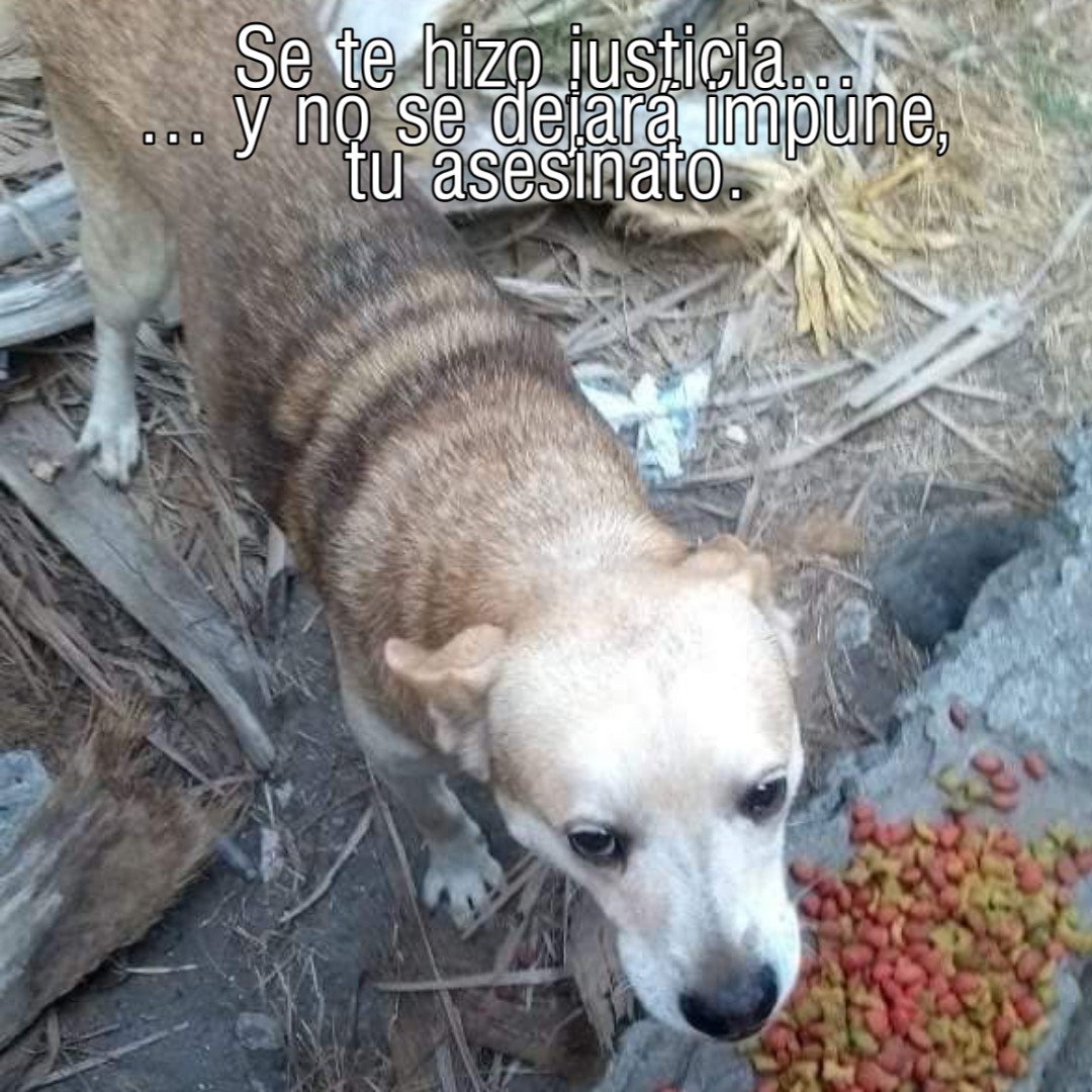 UPALmx's tweet photo. Se dicto al asesino de #ViejitoLindo prisión preventiva por 6 meses en Veracruz, México, un precedente que esperamos se replique en todo el país.

Un reconocimiento y agradecimiento a Kim Car Kacha, quién gracias a su tenacidad, paciencia y valor pudo lograr #Justicia https://t.co/E1lTXChPCJ