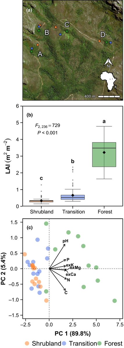 New Phytologist (@newphyt) on Twitter photo Selection for plastic versus conservative traits support the maintenance of alternate vegetation states <a href="/SimonCPower/">Simon Power</a> ow.ly/NcaX50vqGDR Selection for plastic versus conservative traits support the maintenance of alternate vegetation states <a href="/SimonCPower/">Simon Power</a> ow.ly/NcaX50vqGDR