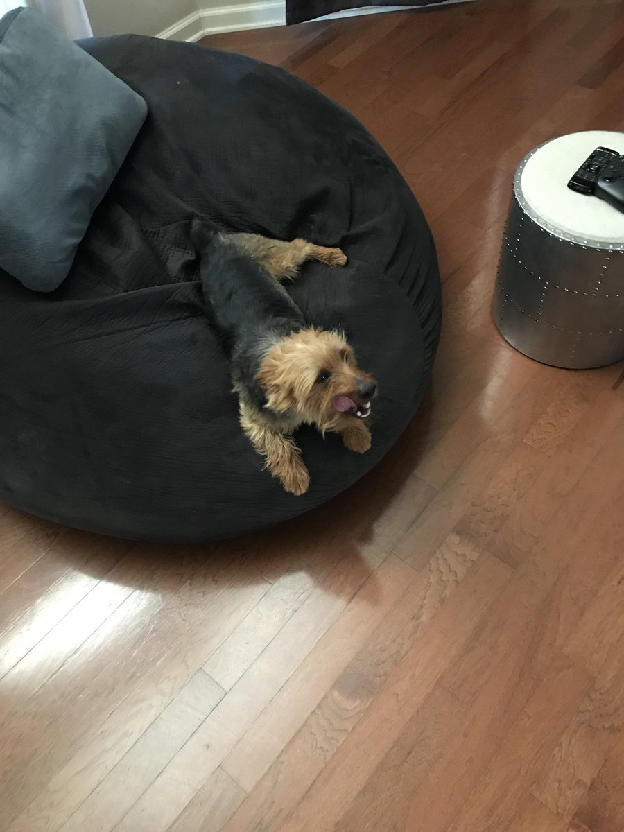 The1Maxamillion's tweet photo. My Mommie @sunnieisww took this cute pic of me #AustrailianTerrier https://t.co/LX9JGqBMRO