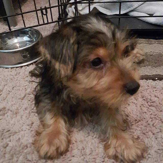 So I've been wanting a small breed puppy for a long time... so meet my new best friend! Now I just need to come up with a name for him. Any suggestions?