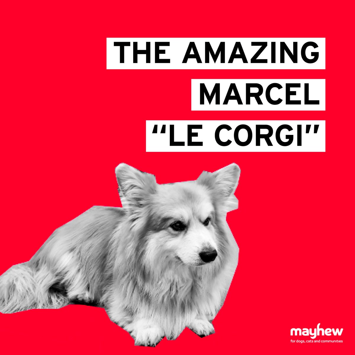 HavenStudioLond's tweet photo. Insanely charming and incredibly smart. Marcel "Le Corgi" is a therapy dog for Mayhew's initiative TheraPaws. We got a chance to see him in action and can confirm that we felt 100% relaxed and stress-free after.

@themayhew #videoproduction #advertising #studiohire  #therapydog https://t.co/dxfDZc7Qjf