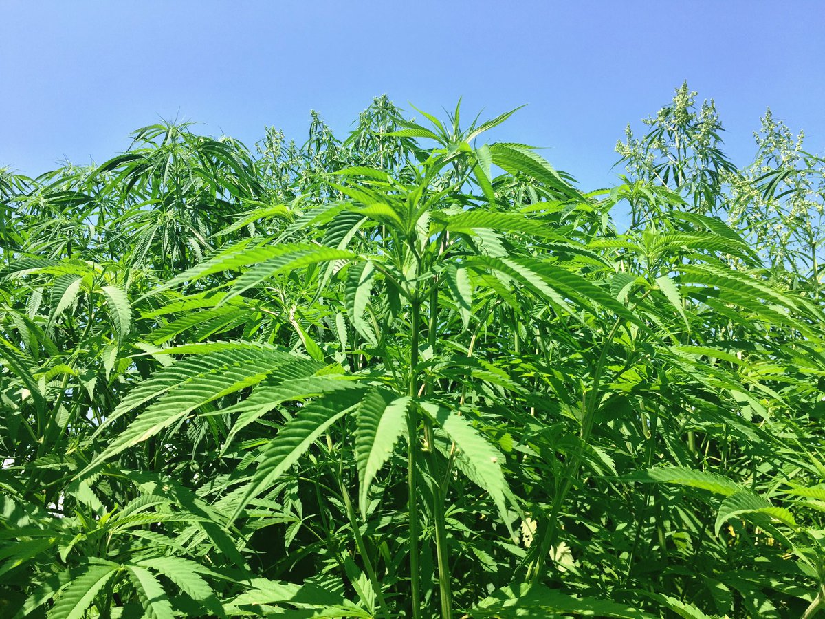 青山哲也 非営利非合法大麻農家 早速 札幌で違憲裁判が出来る骨のある弁護士を見つけ 大麻裁判の大御所である 丸井英弘弁護士と森山大樹弁護士に弁護団として後方支援していただく運びとなりました 昨日 今までお世話になった大沼弁護士にその旨を伝え
