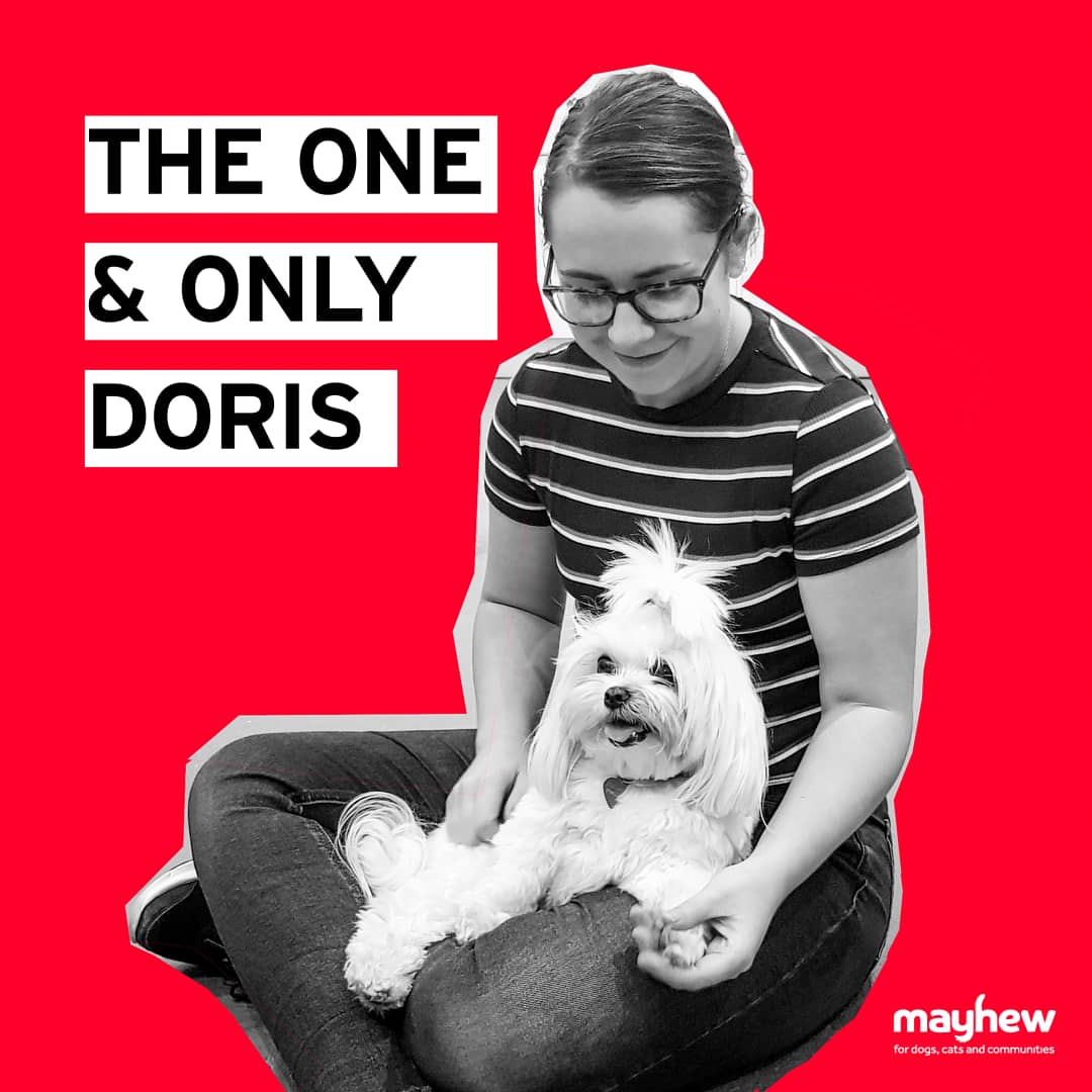 HavenStudioLond's tweet photo. The beauty and the brains: Doris is another pup from the TheraPaws squad. She knows how to cheer you up and she does it well.
Get in touch with the Mayhew team to learn more about the TheraPaws initiative.

@themayhew #videoproduction #studiohire #dog #advertising #charity https://t.co/gmXZbe5Bzh