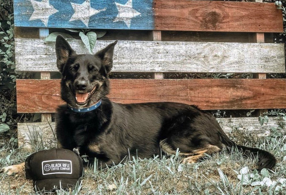blckriflecoffee's tweet photo. Guard Dogs & Trucker Caps...both are available on the BRCC online store! #brcc #americascoffee #dogsofblackrifle
https://t.co/H358nqL3hv https://t.co/K7XUsYKwuz