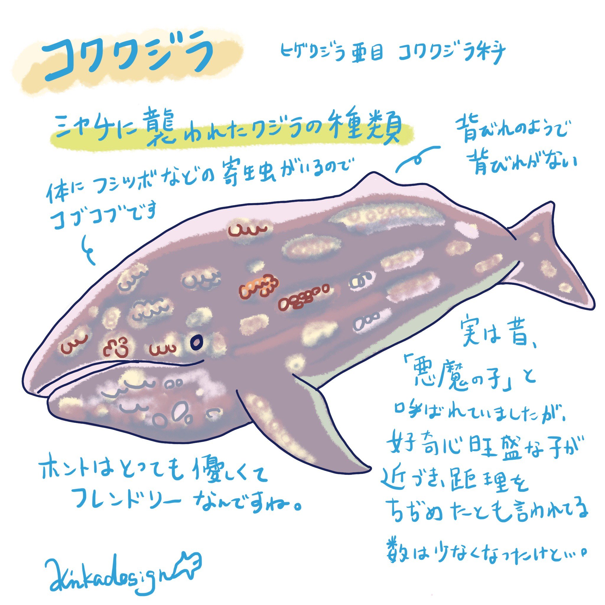 週一回頑張って更新中のイルカクジラを紹介するツイートまとめ Twitter