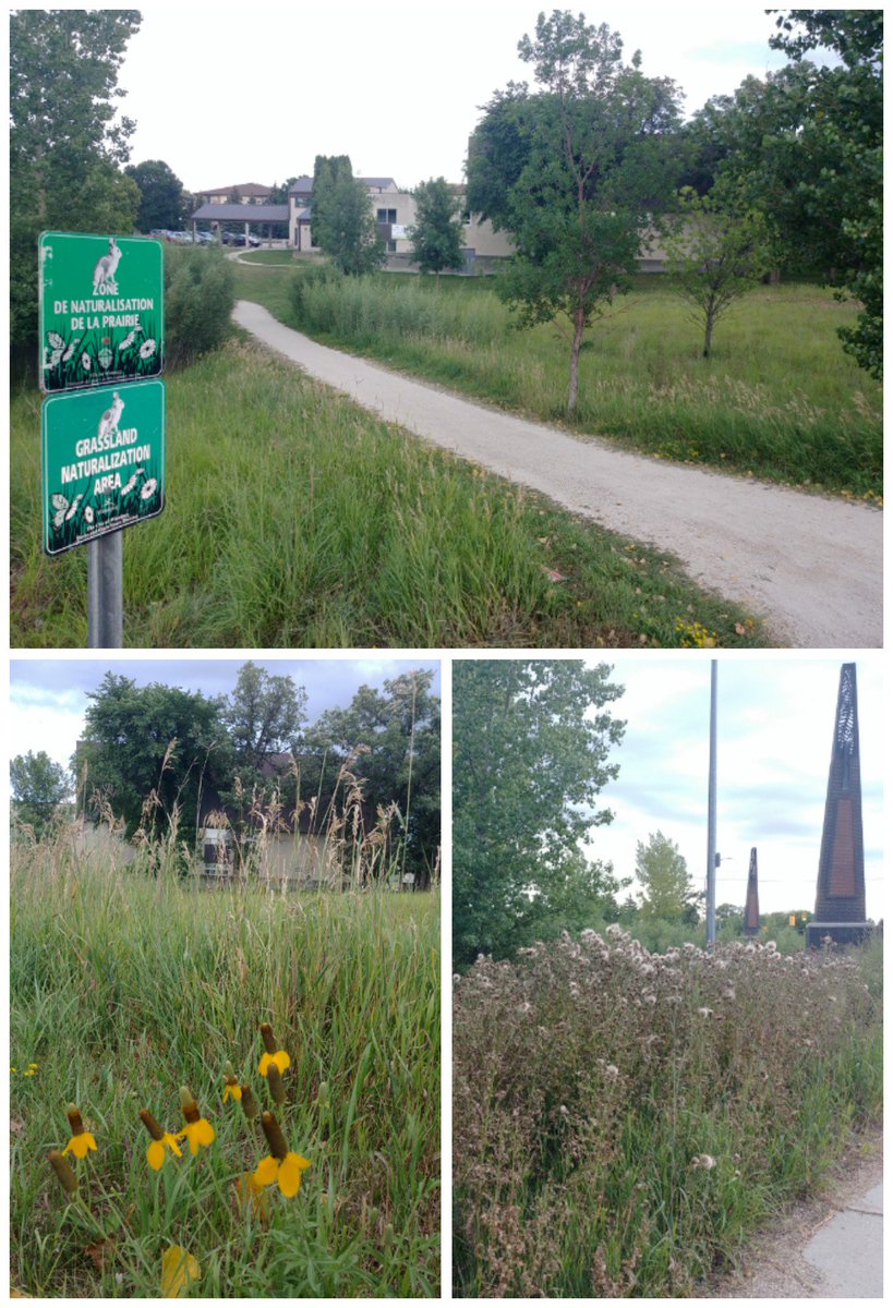 theseinetoday's tweet photo. Fun in the Sun! 🌱🌞🌻

Join a @SaveOurSeine #landcare event tomorrow, Thursday Aug 8th anytime from 6:30 to 8:30pm

Either at Royalwood Bridge w.
Parking in Southglen Shopping Center/No Frills (740 St Anne's)
Or
The Rain Garden 
w. Parking in Superstore lot (215 St Anne's) https://t.co/swpr0P1Hut