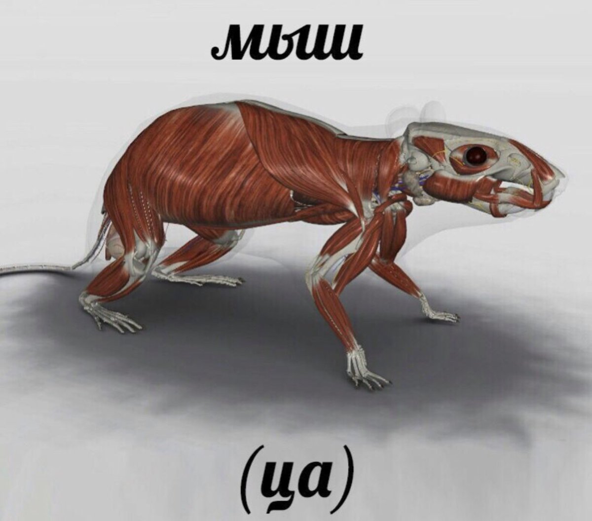 мышь на латыни. микки маус качок. мыши мышцы клинок рассекающий демонов мыши. скелет крысы строение. строение крысы анатомия.
