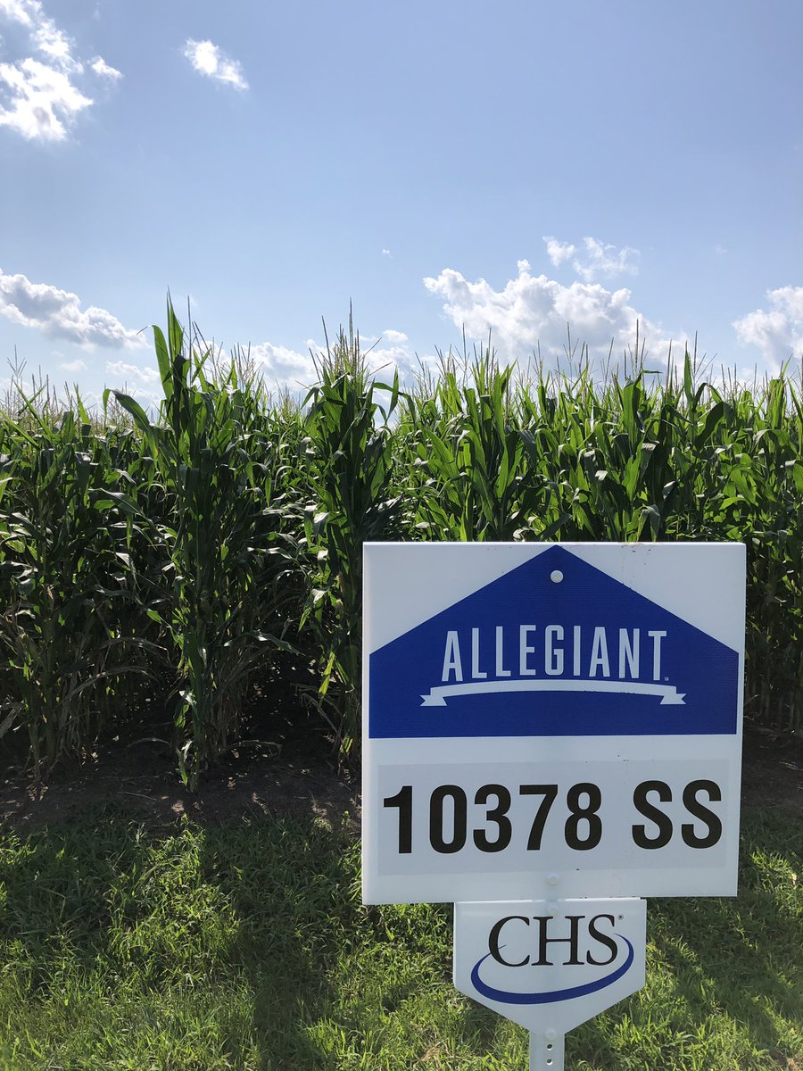 AlexLove25's tweet photo. The @CHSRochester plot signs are going up! Come out Wed, Aug. 21 at 9 AM to the CHS Learning Center (3 mi. east of Grand Meadow) for a tour and to hear about our trials including fertilizer, hybrid, fungicide, planting population, and row spacing options. https://t.co/fxb0kiiR4V