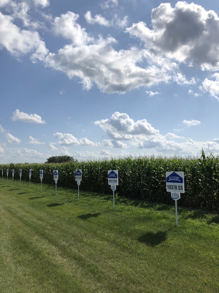 AlexLove25's tweet photo. The @CHSRochester plot signs are going up! Come out Wed, Aug. 21 at 9 AM to the CHS Learning Center (3 mi. east of Grand Meadow) for a tour and to hear about our trials including fertilizer, hybrid, fungicide, planting population, and row spacing options. https://t.co/fxb0kiiR4V