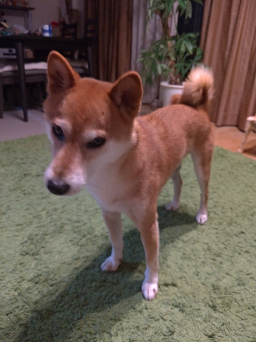 にしねさやか オヤツヨコセと凄むイヌ オラオラ系 柴犬を崇めよ いぬ しばいぬのあたちたち