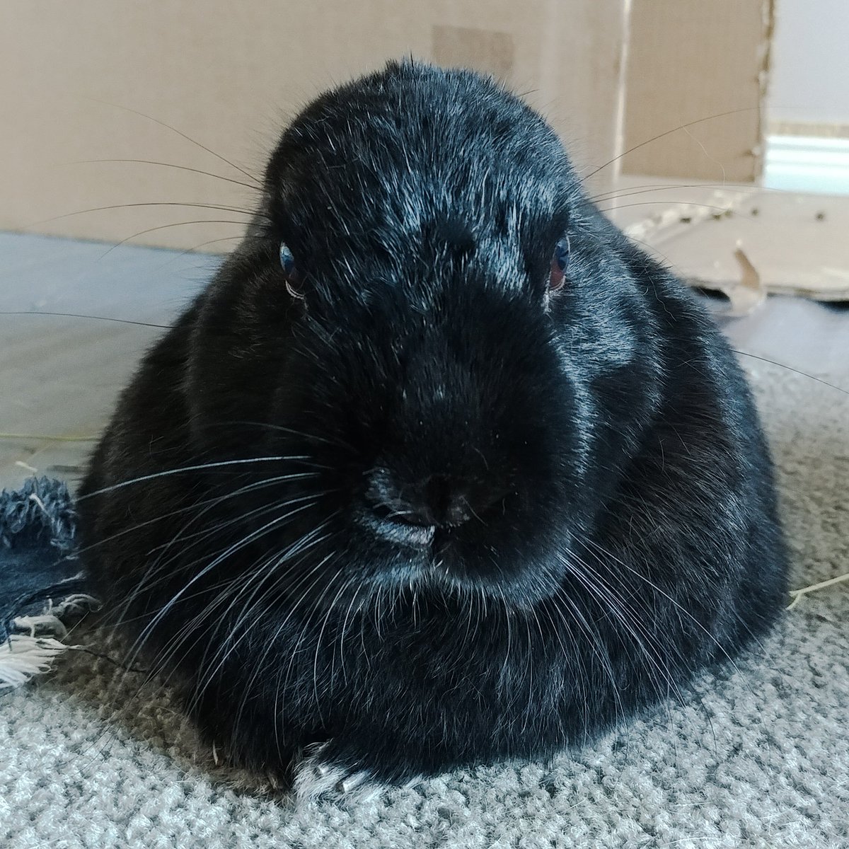 RagingRabbits's tweet photo. What's that you say? I've lost my what? I'm sorry, you'll have to speak up... #earthief #bunob https://t.co/RnyUD5a9E2