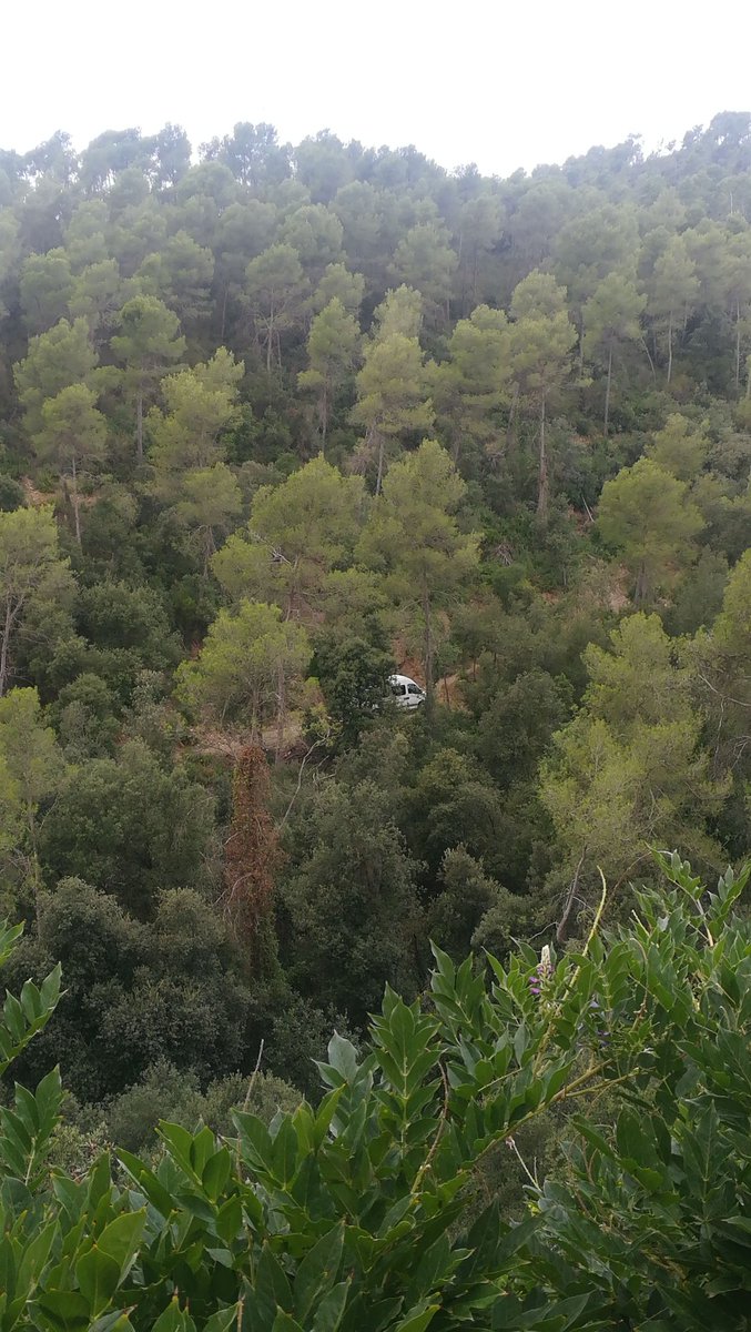 Danieladezeta's tweet photo. Hola @agentsruralscat hi ha una furgoneta en camí particular amb varies persones collint llentiscle a La Rierada. És això permès al @parcncollserola? @diba @xarxadeparcs https://t.co/SGCylTYppi