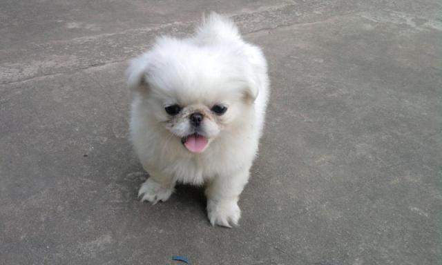 AnimalCenter6's tweet photo. Chó Bắc Kinh là một loài chó có nguồn gốc xuất thân từ Trung Quốc. Theo truyền thuyết, chó Bắc Kinh được giới quý tộc Hoàng Gia Trung Quốc rất ưa chuộng
#animalcenter #dogs #pets #chobackinh
https://t.co/UPZjFbUAU0 https://t.co/HuQHgdve9b