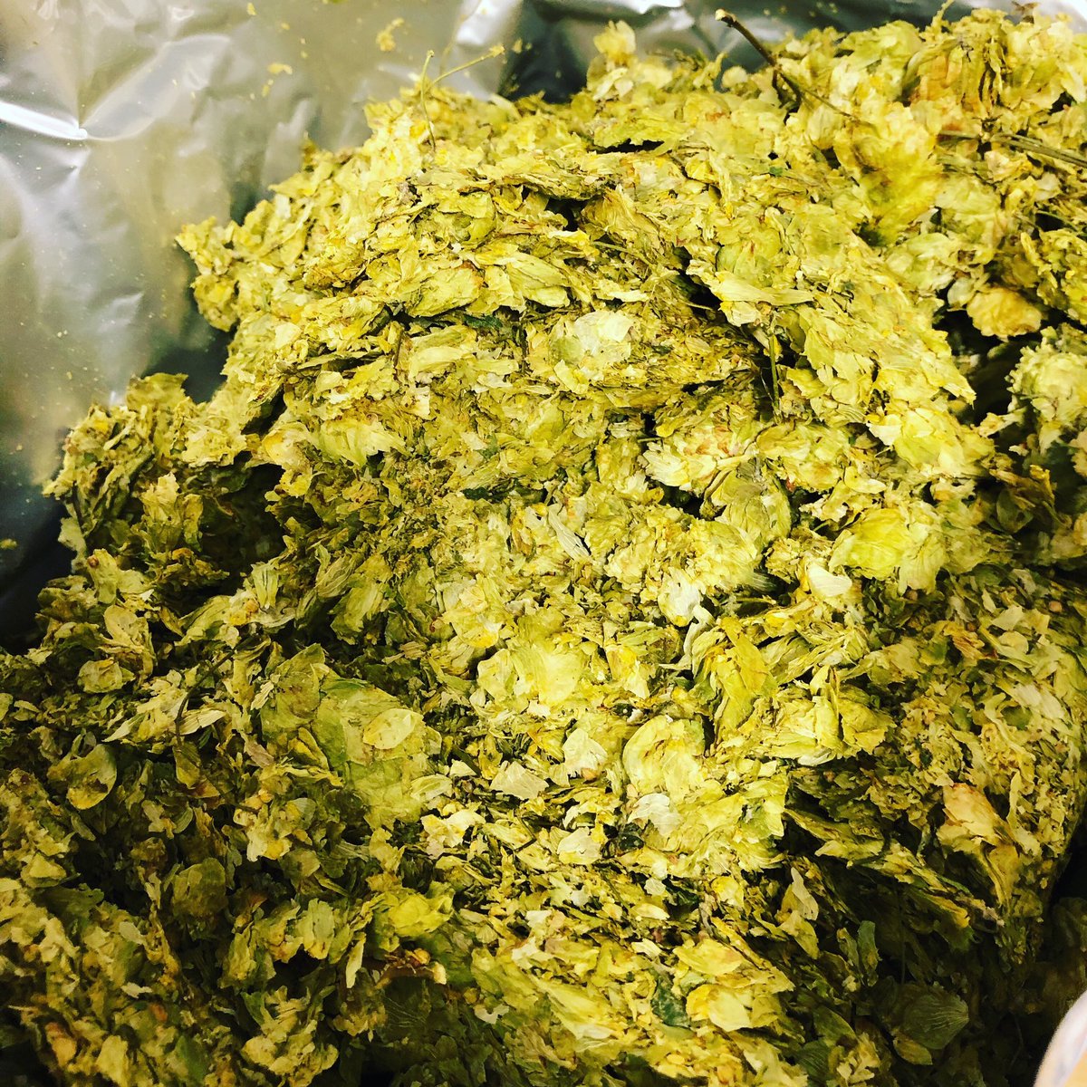 BlackTorBrewery's tweet photo. Third brew of Tap Tacke 4%abv this week getting ready for @rugbyworldcup! This malty, fruity amber ale will be in pubs from September. #rugby #beer #rugbybeer #jesterhops #devon #realale #caskonly #newbeer #brewing #dartmoor https://t.co/gbeDT9ZVun