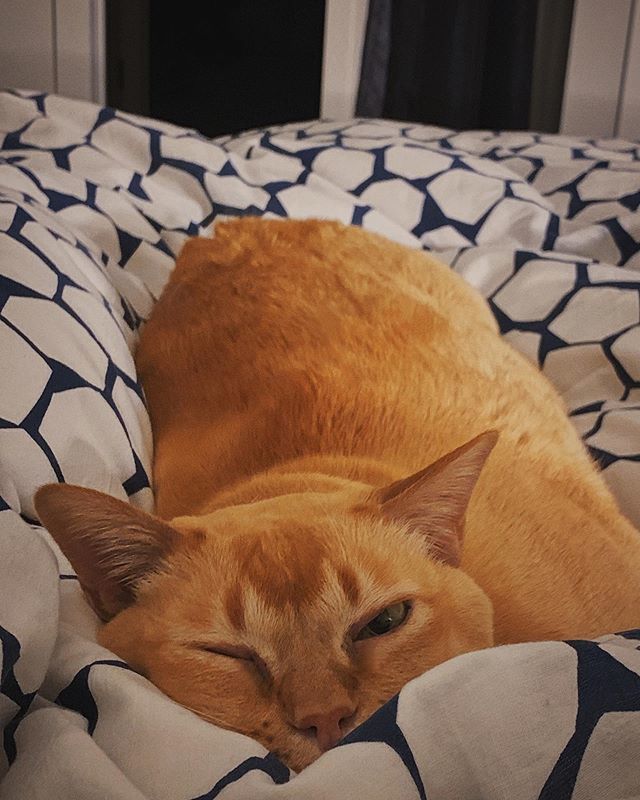 zzaps_cat's tweet photo. https://t.co/GnnfF1reyt https://t.co/MBZNpPtAOM