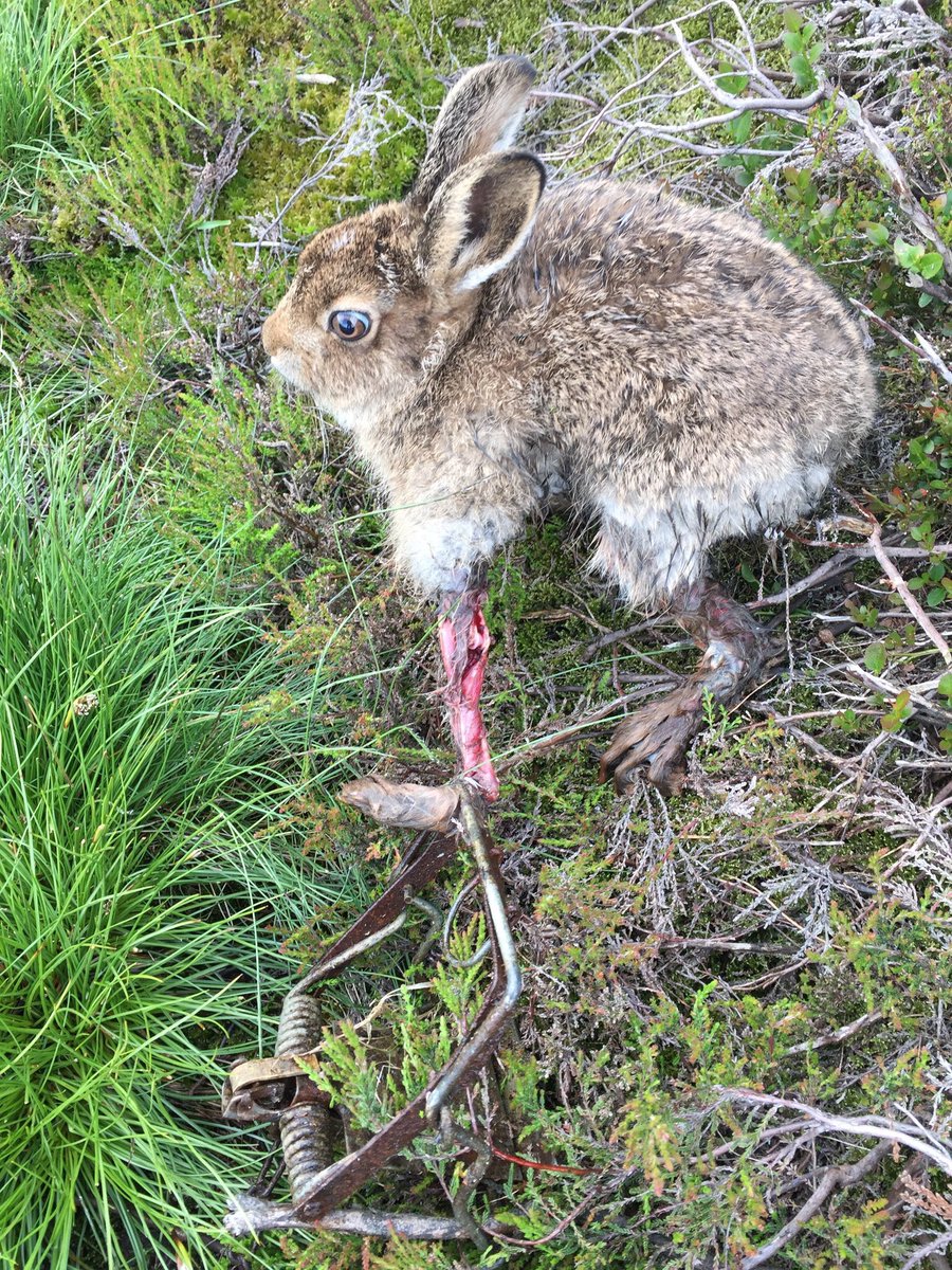 ChrisGPackham's tweet photo. Good morning @GaryLineker since I always admired your shooting I wondered if you’d help me put an end to highly destructive shooting on driven grouse moors ? The poor hare below is one of millions of animals killed for this ‘sport’ to ‘prosper’ https://t.co/DnSB6Bo8Yh Please RT https://t.co/yUJLaHw0Vz