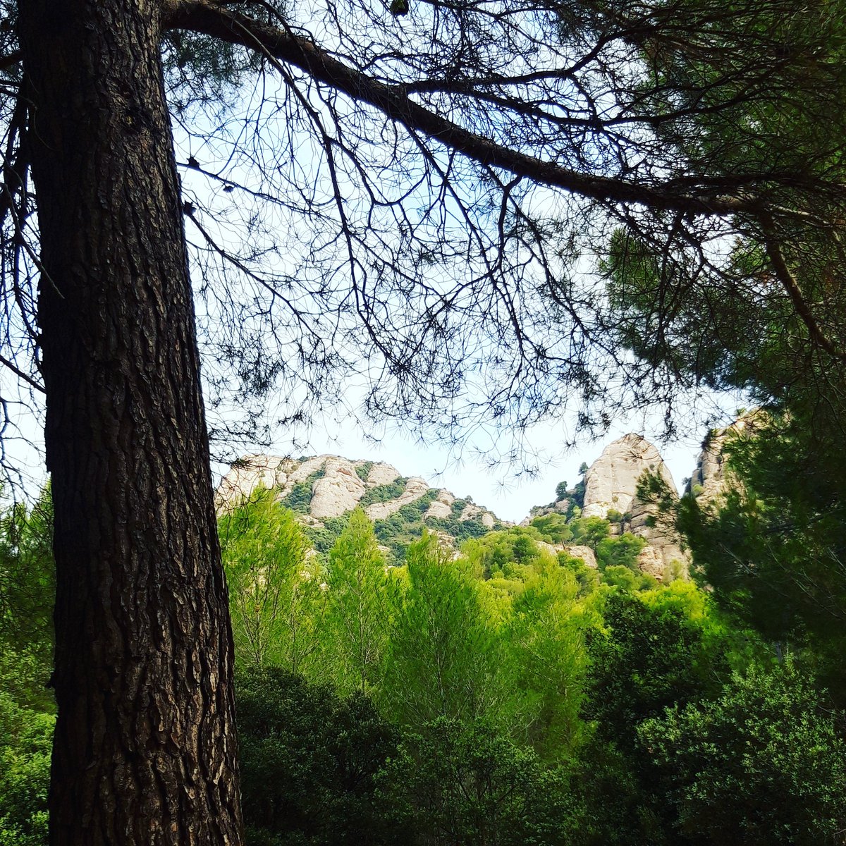 jordipuentec's tweet photo. Mati de retrobament amb un mateix #senderisme #relax #montanyademontserrat #elbruc #canjorba #collbato @PNMontserrat https://t.co/6m1p0vnWE7