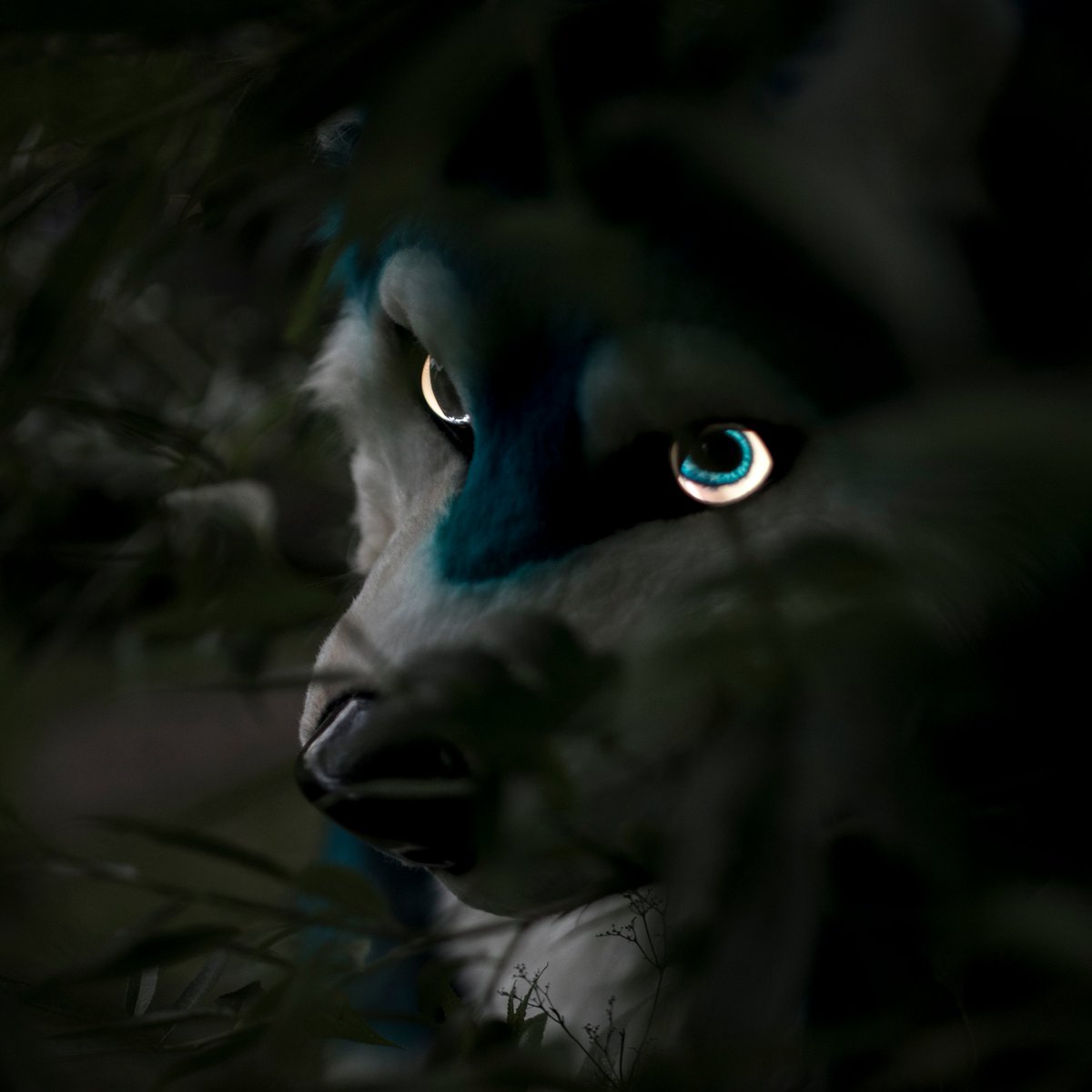 Deri_Fox's tweet photo. #Husky - live eyes. #Fursuit #CeSFuR #CeSFuR2019 https://t.co/njlEYZbr2w