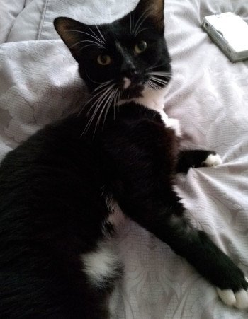 PrestonCatPage's tweet photo. He's two years old, he's gorgeous, he's friendly, he's cute ... but in the five months that he's been in care, he's seen EIGHTY other cats adopted whilst he waits for a loving home. We're baffled! #AdoptJackson #AdoptDontShop https://t.co/SOvmlvBPjy https://t.co/tjghz4KKud