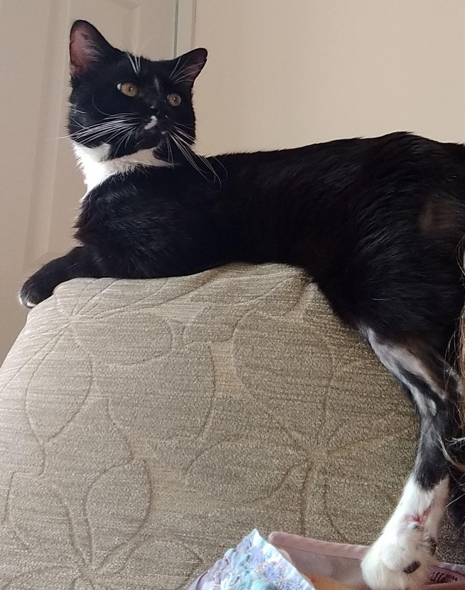 PrestonCatPage's tweet photo. He's two years old, he's gorgeous, he's friendly, he's cute ... but in the five months that he's been in care, he's seen EIGHTY other cats adopted whilst he waits for a loving home. We're baffled! #AdoptJackson #AdoptDontShop https://t.co/SOvmlvBPjy https://t.co/tjghz4KKud
