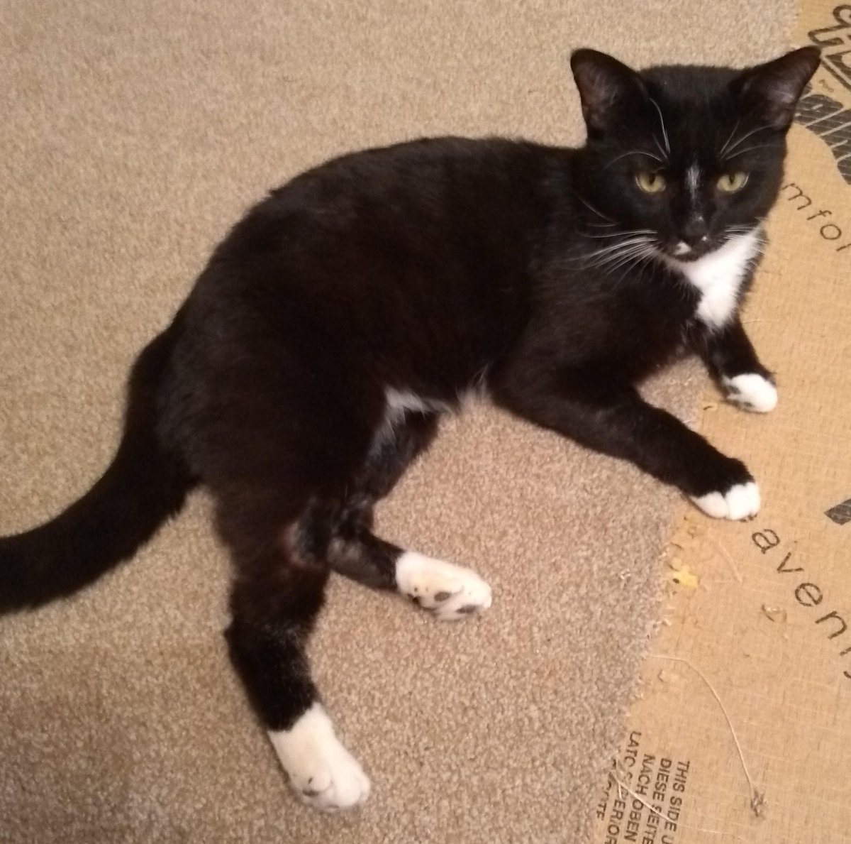 PrestonCatPage's tweet photo. He's two years old, he's gorgeous, he's friendly, he's cute ... but in the five months that he's been in care, he's seen EIGHTY other cats adopted whilst he waits for a loving home. We're baffled! #AdoptJackson #AdoptDontShop https://t.co/SOvmlvBPjy https://t.co/tjghz4KKud