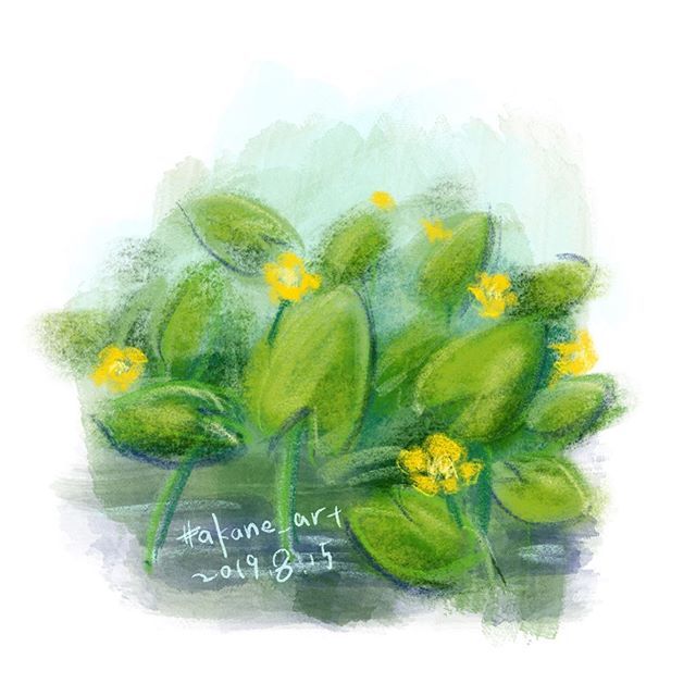 akane_art_jp's tweet photo. #nuphar #コウホネ  #spatterdock #waterlily #水辺の花 #花 #flower 
#akane_art #イラスト #illustration #20190815 #drawing #art #painting #procreate #一日一絵 #onesktchaday #onedrawingaday #365drawings https://t.co/cJaTry1Dxv https://t.co/yhCywLzu2r