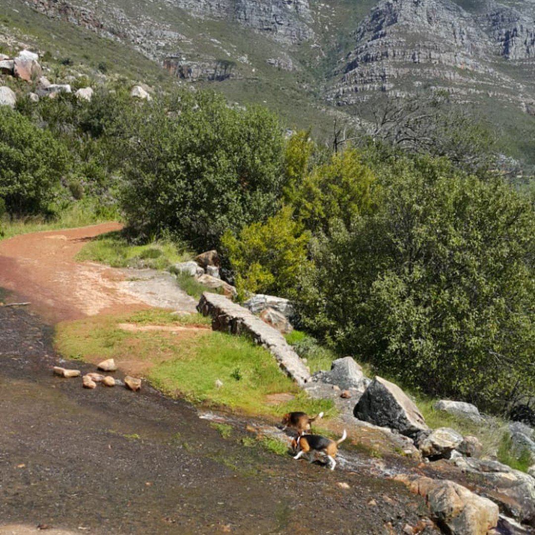 BeagleInMind's tweet photo. Looking for a new adventure in Cape Town? Have you tried out Deer Park/Rocklands Park in Vredehoek?

Choose your hike intensity, and off you sniff! Maybe even grab a coffee afterwards at Deer Park Cafe?

Photo by Marieta Kruger https://t.co/I4fcbGszYN