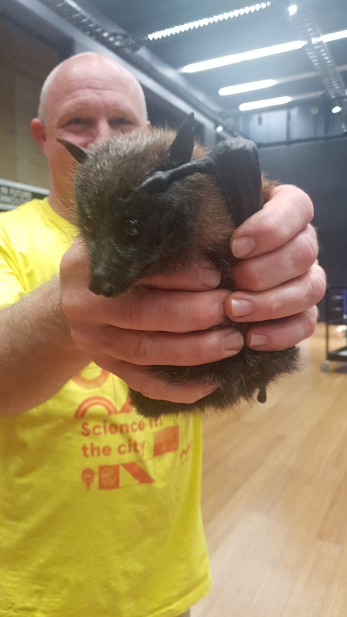AMscifest's tweet photo. A bat burrito #SITC19 https://t.co/0WJRwLdhac