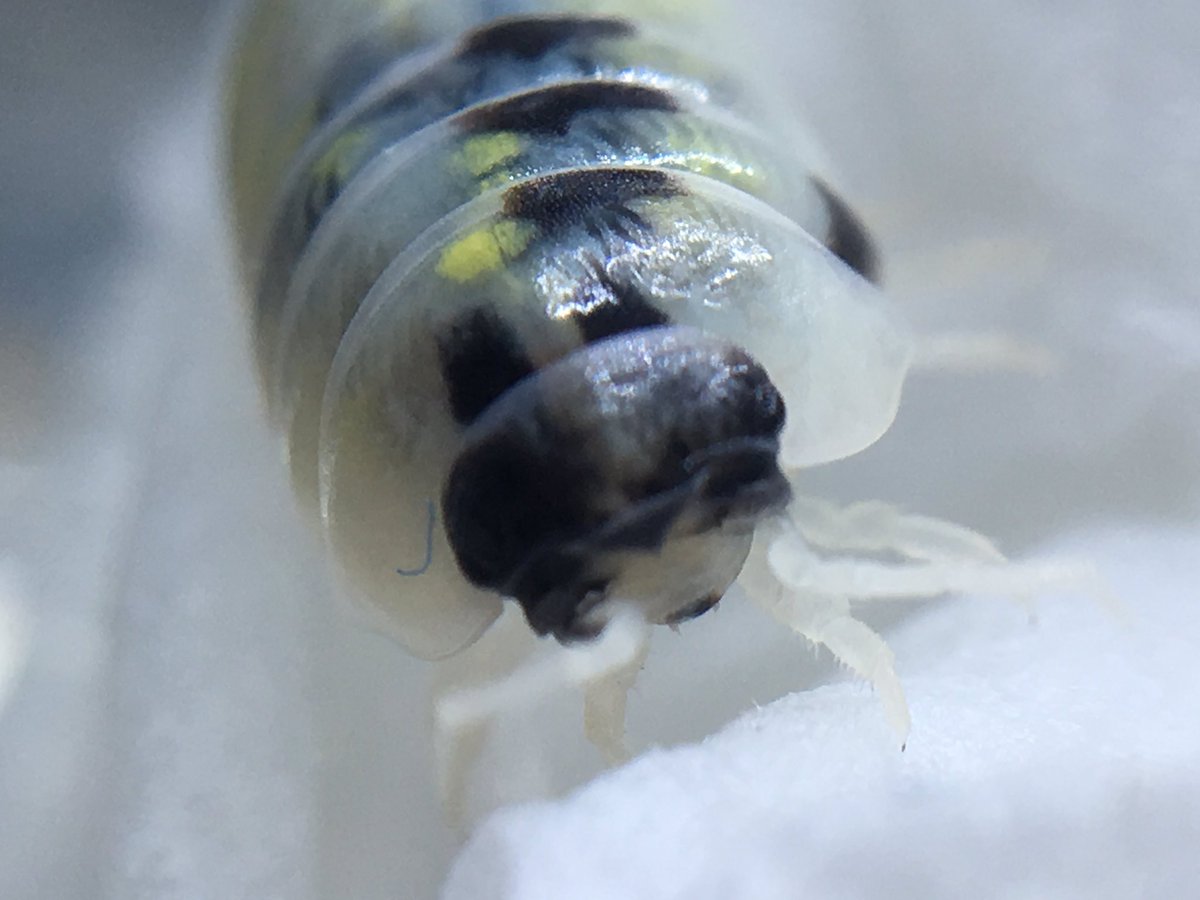 イモガニ（´-`）根腐れの王🍁 tweet media