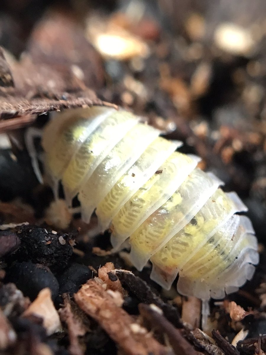 イモガニ（´-`）根腐れの王🍁 tweet media