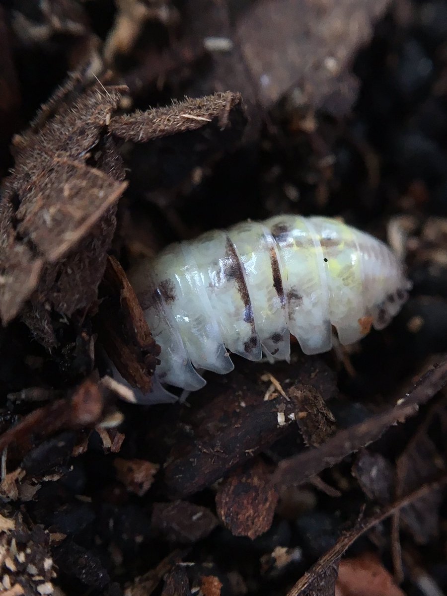 イモガニ（´-`）根腐れの王🍁 tweet media