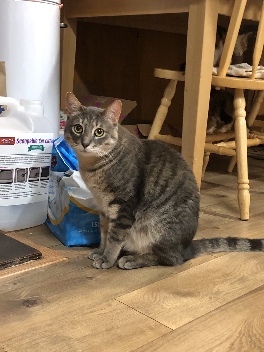 wahinepunk's tweet photo. @tucker_ali day 14 missing Ali! #captainthecat #captailmissesali https://t.co/IGX5QTSedh
