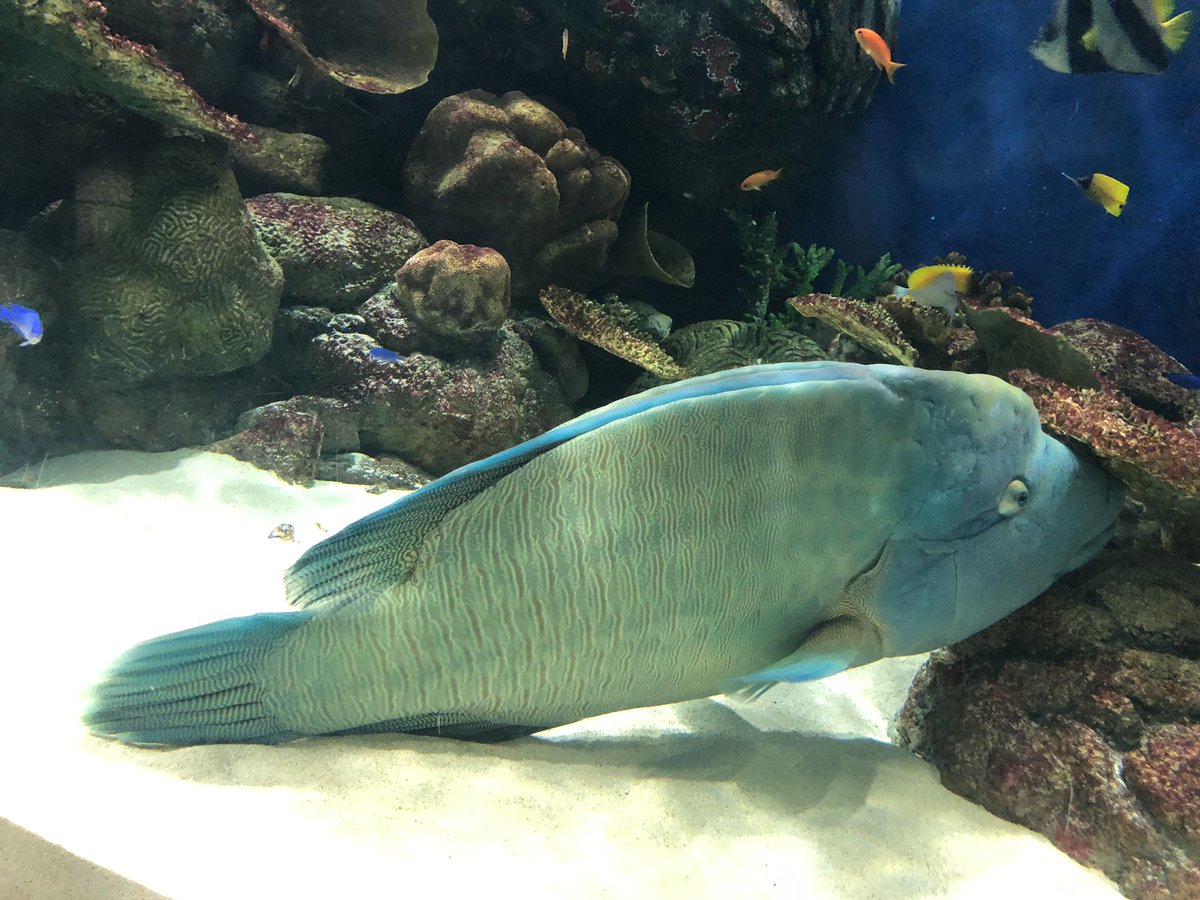 ふ う W ピンクのお魚 すごいキレイだったよ ホントだ 同じ魚っぽいね あまりの容姿にあたしも釘付けになったよwみんなこの魚のとこに集まってた
