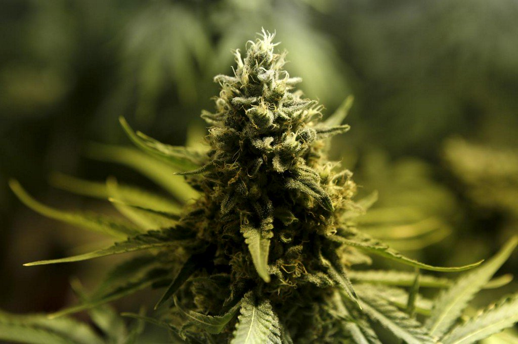 Mexico's top court demands regulation on medical marijuana after long delays reut.rs/2OWj1Gx