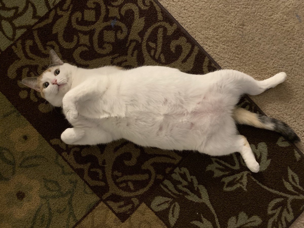Yellowbiirdd's tweet photo. Chonker https://t.co/78E5b4msoy